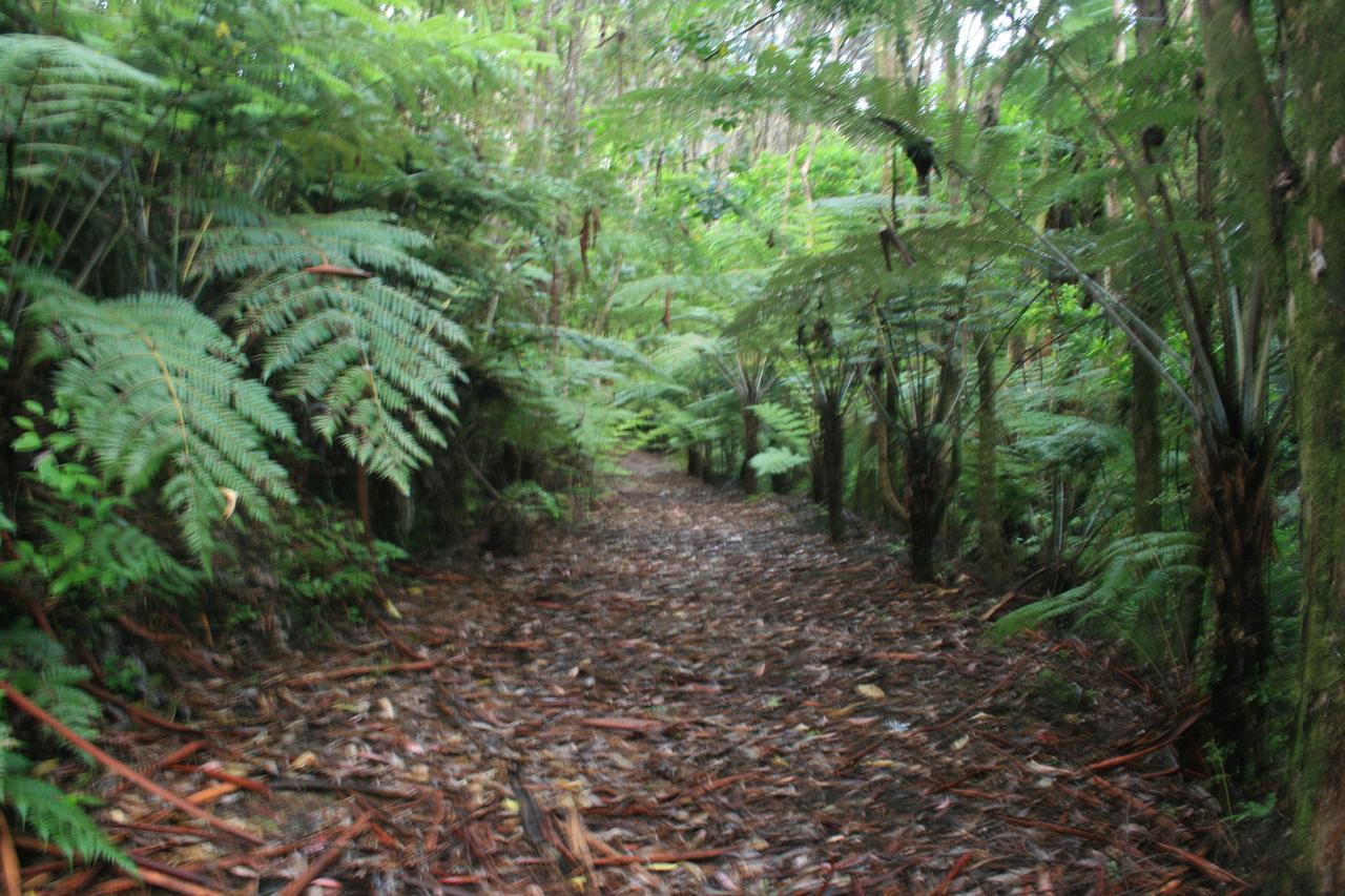 Villa Warblers Retreat Auckland Esterno foto